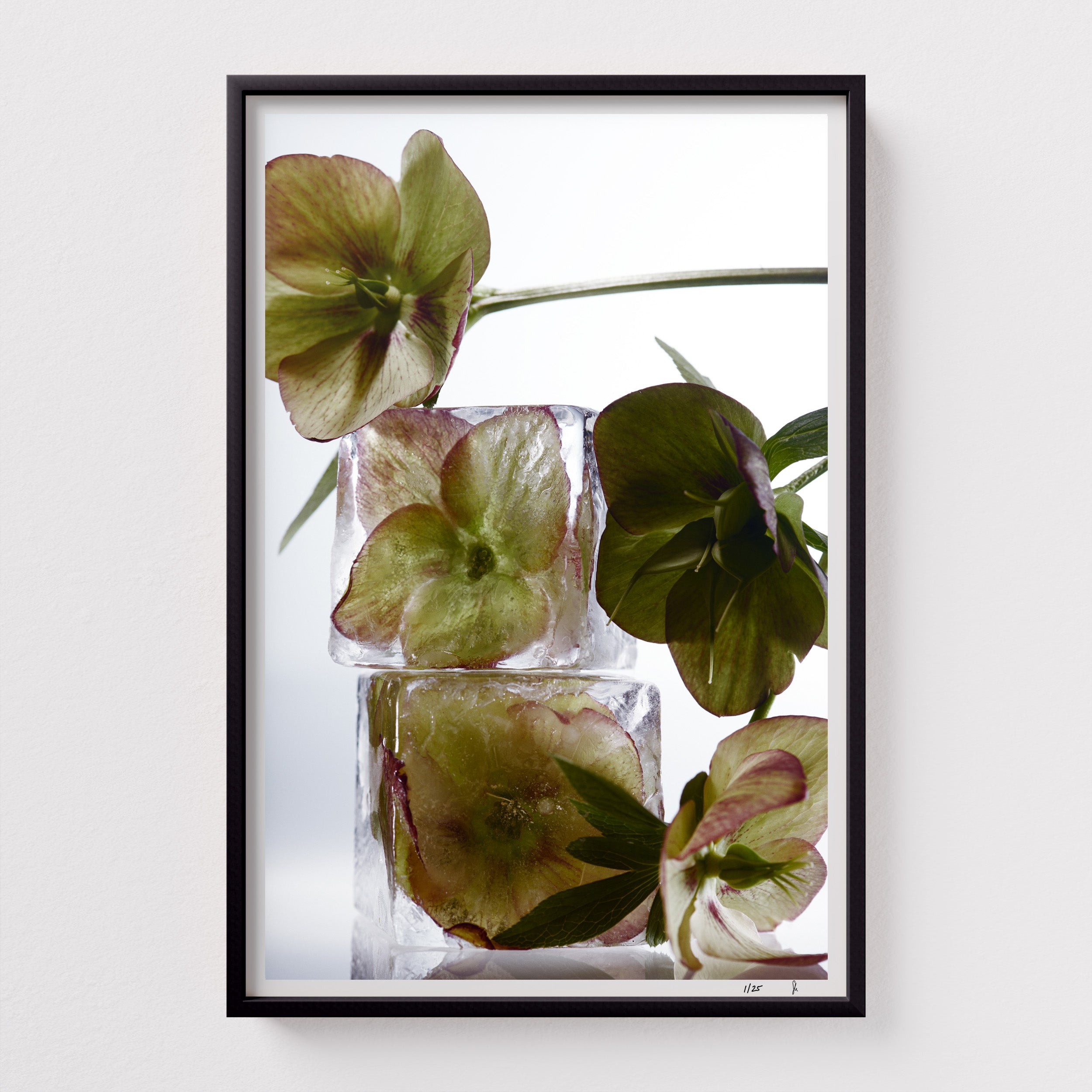 Angle Glow by Sebastian Mader. Floral specimen frozen in ice. Signed Hahnemühle print in custom satin black wooden frame. Stasis series. Limited Edition of 25.