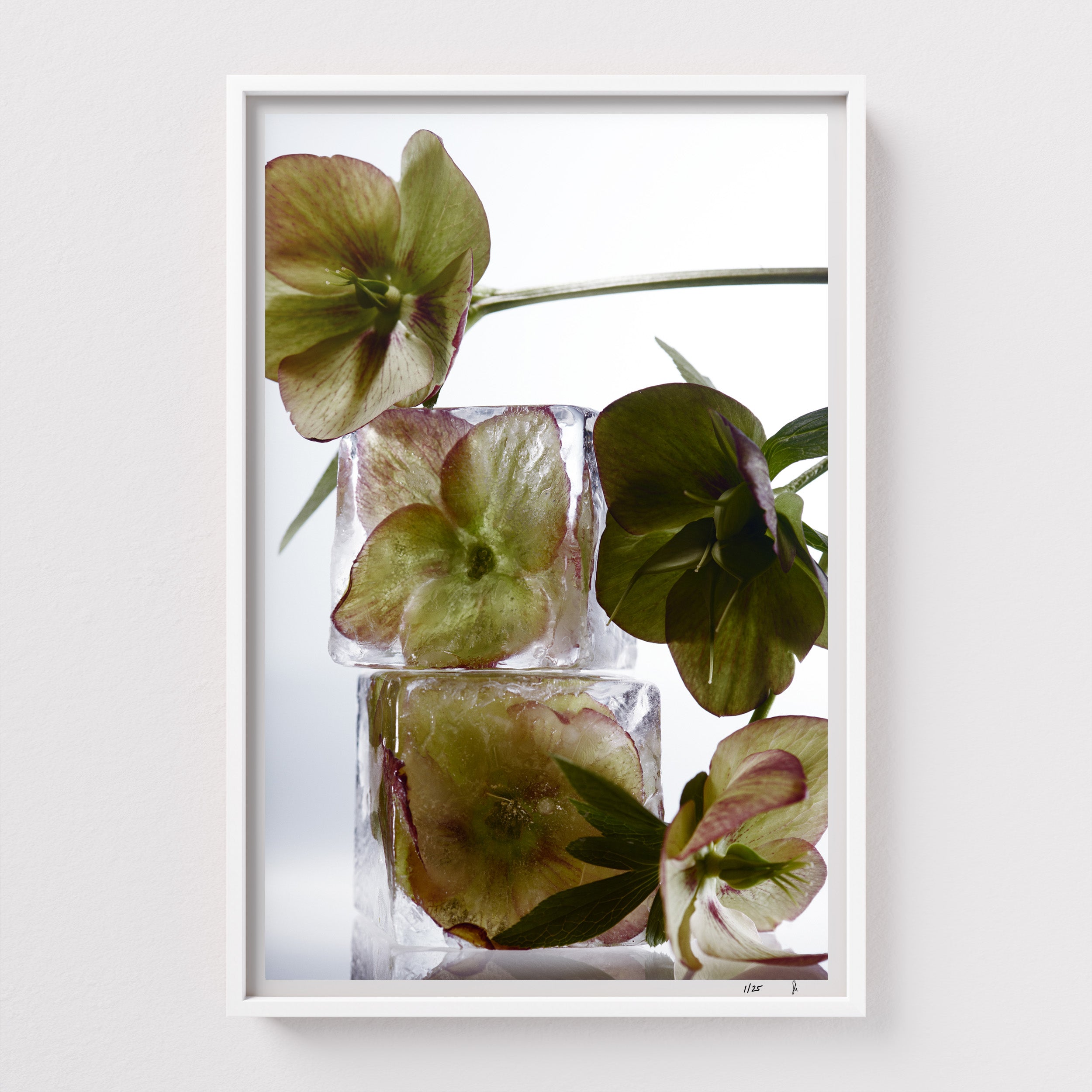 Angle Glow by Sebastian Mader. Floral specimen frozen in ice. Signed Hahnemühle print in custom satin white wooden frame. Stasis series. Limited Edition of 25.