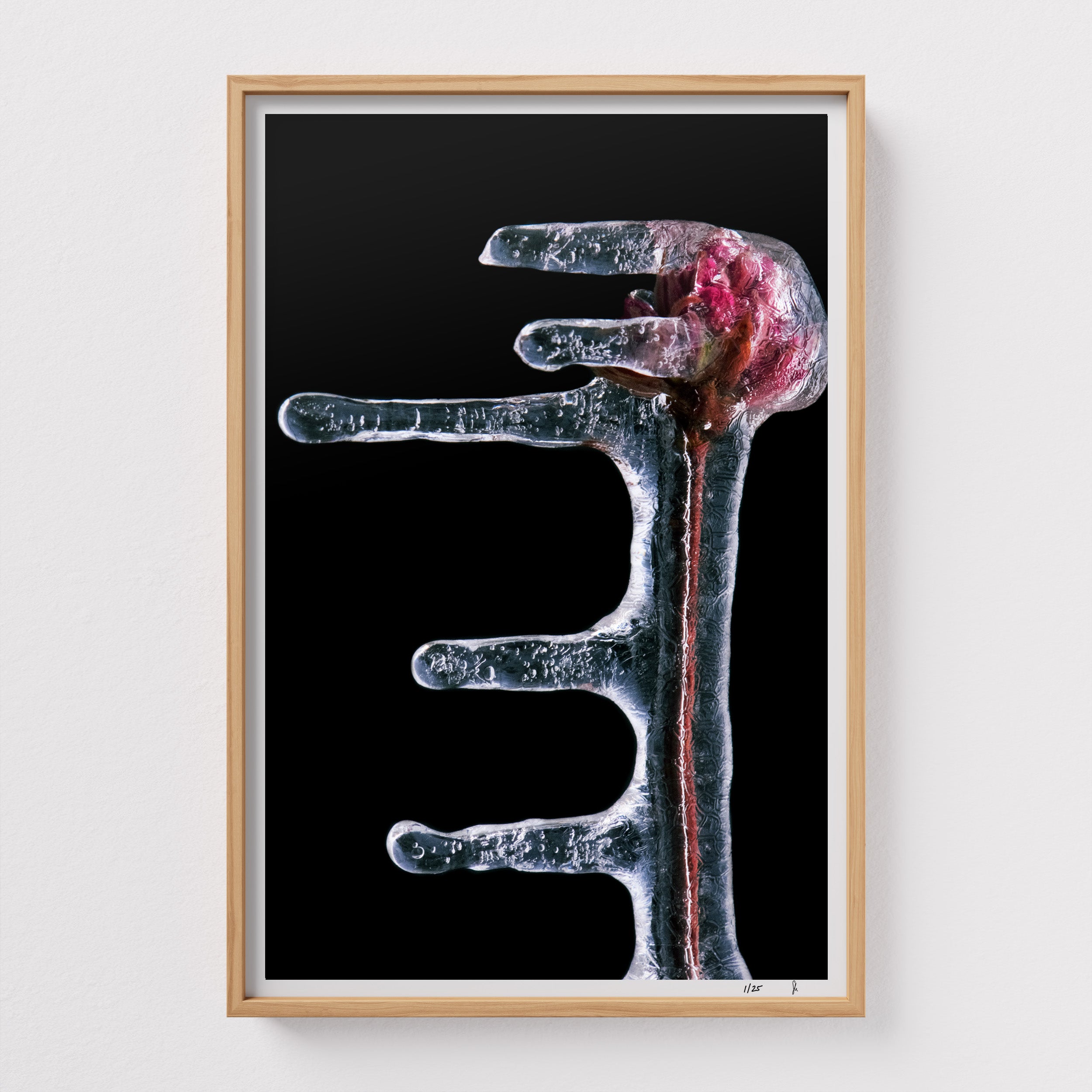 Genesis #1 – Red Maple by Sebastian Mader. Foundational record of maple specimen frozen in ice. Signed Hahnemühle print in custom natural frame. Stasis series. Limited Edition of 25.