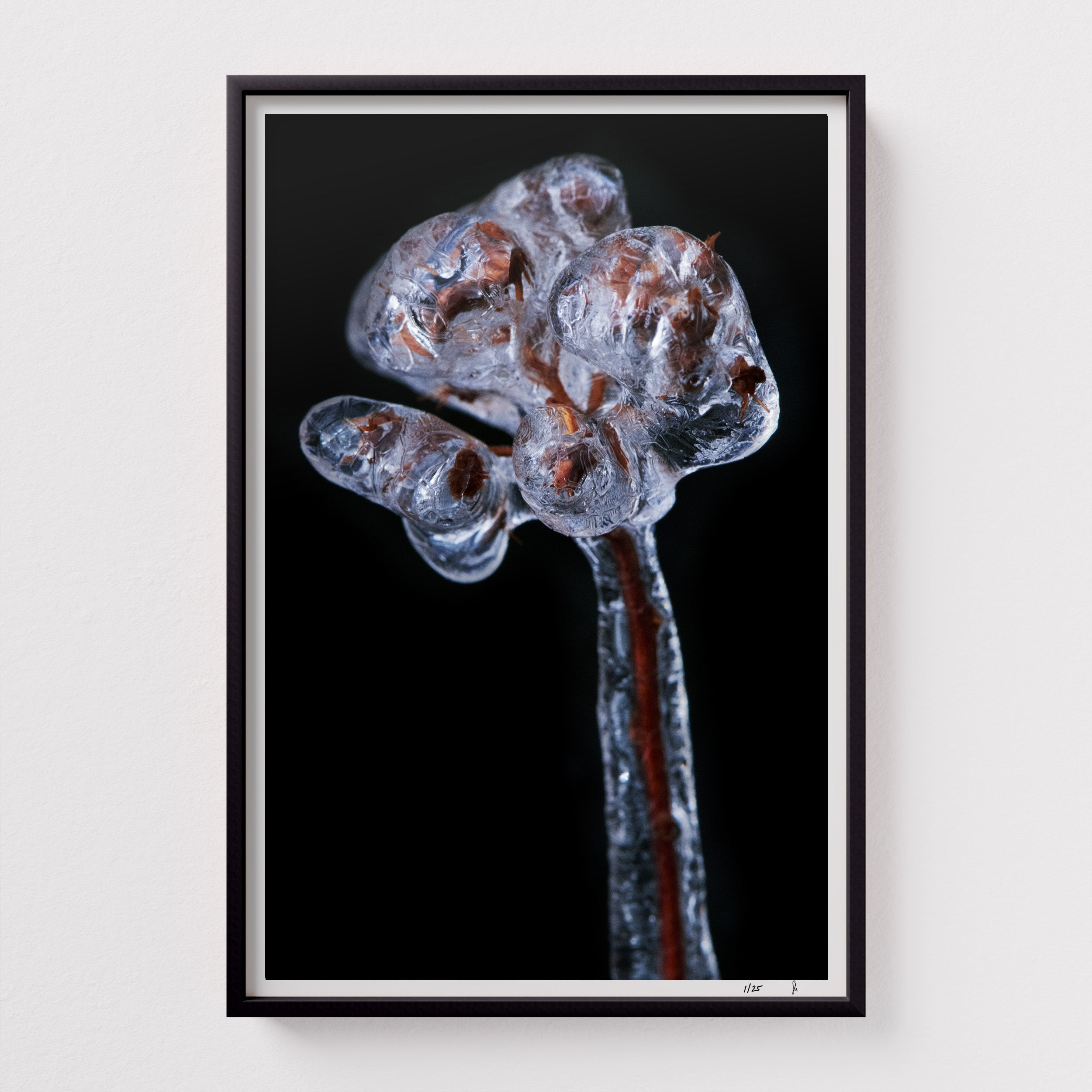 Genesis #2 by Sebastian Mader. Botanical field specimen naturally encased in ice. Signed Hahnemühle archival print in custom black frame. Stasis series. Limited Edition of 25.