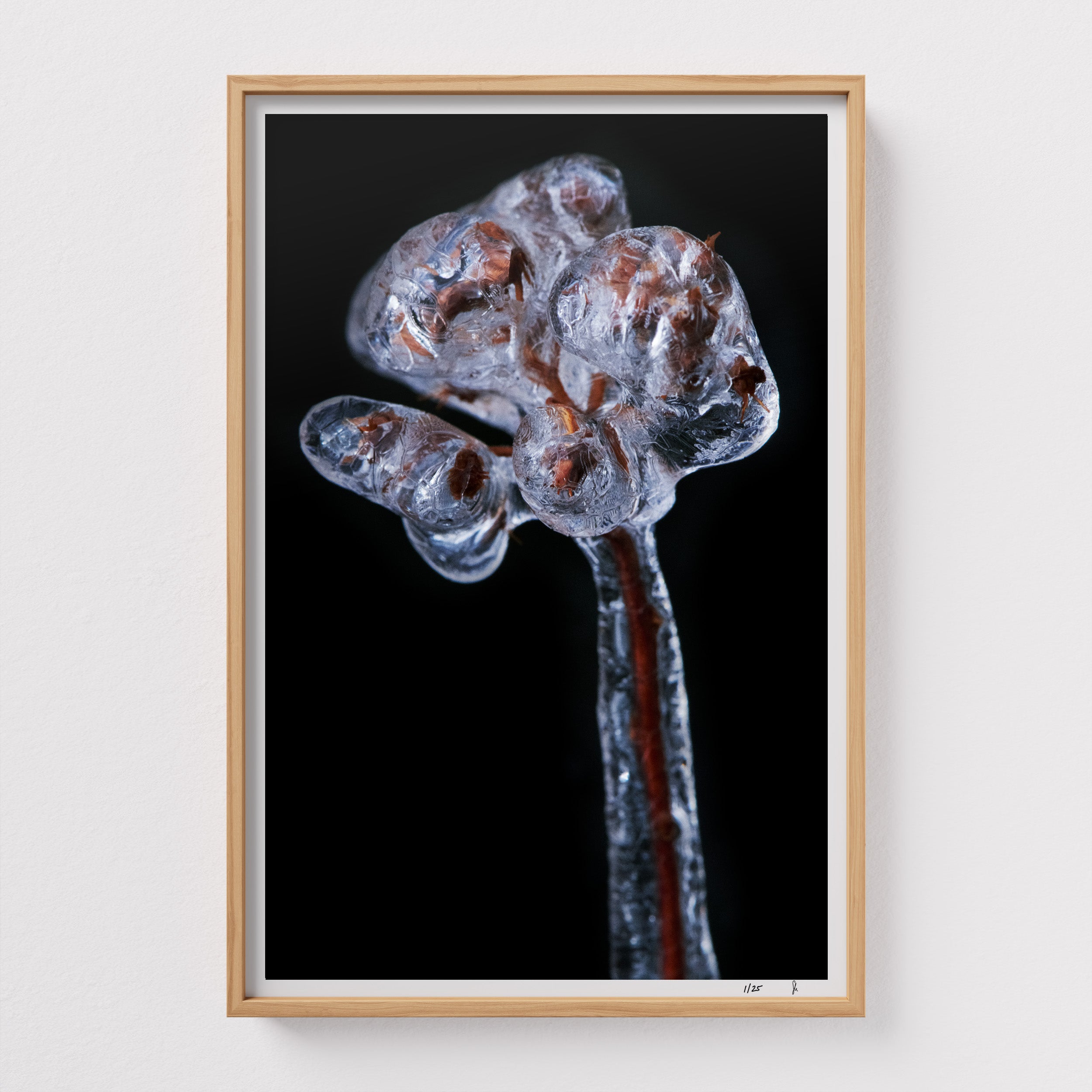 Genesis #2 by Sebastian Mader. Botanical field specimen naturally encased in ice. Signed Hahnemühle archival print in custom natural  frame. Stasis series. Limited Edition of 25.