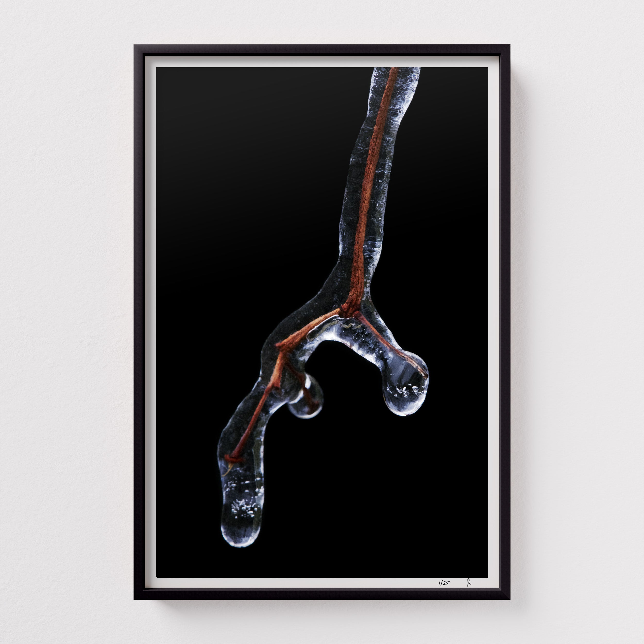 Genesis #3 by Sebastian Mader. Botanical field specimen frozen in ice. Signed Hahnemühle archival print in custom black wooden frame. Stasis series. Limited Edition of 25.