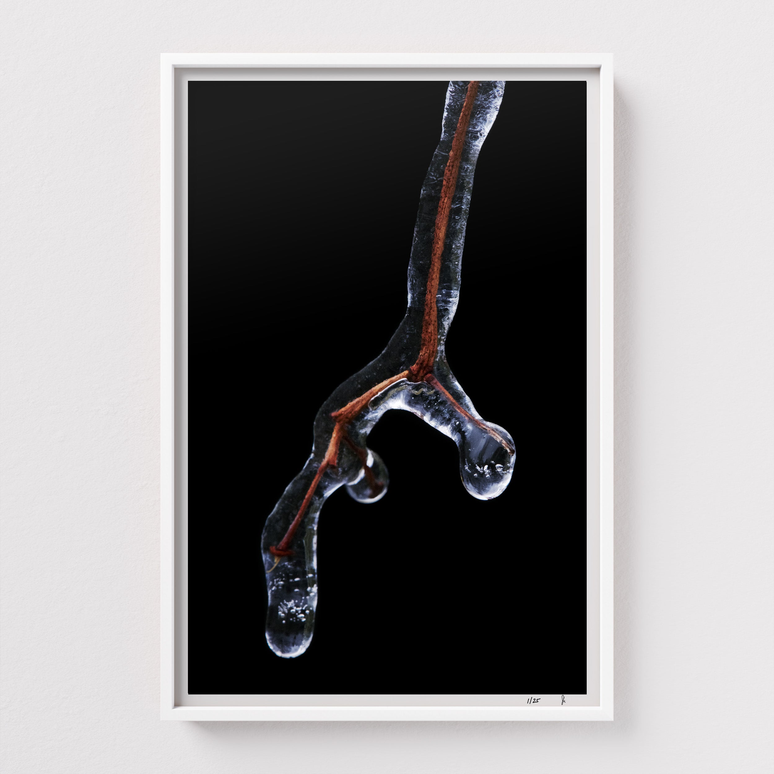 Genesis #3 by Sebastian Mader. Botanical field specimen frozen in ice. Signed Hahnemühle archival print in custom white frame. Stasis series. Limited Edition of 25.