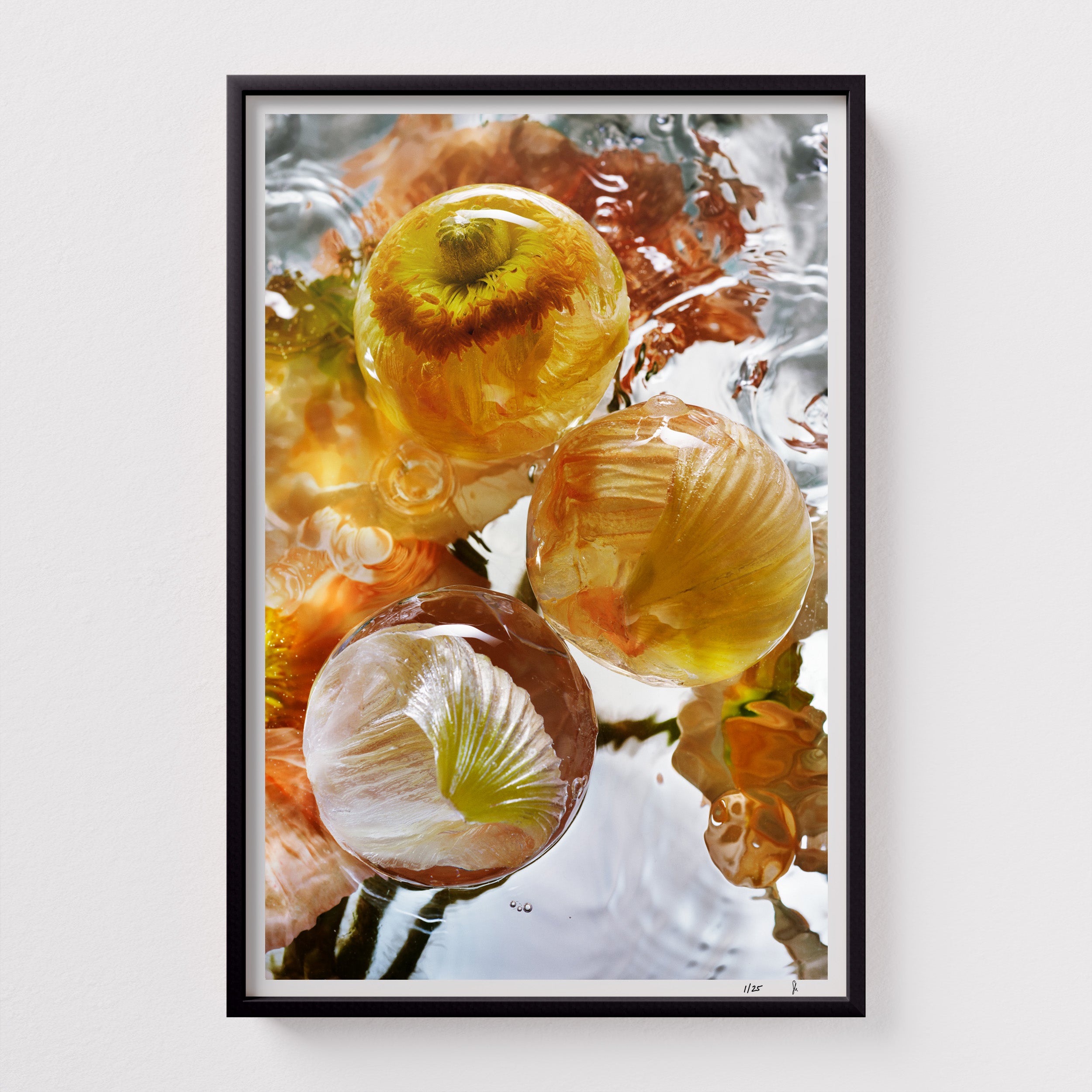 Iceland Poppy by Sebastian Mader. Poppy specimen frozen in ice. Signed Hahnemühle print in custom satin black wood frame. Stasis series. Limited Edition of 25.