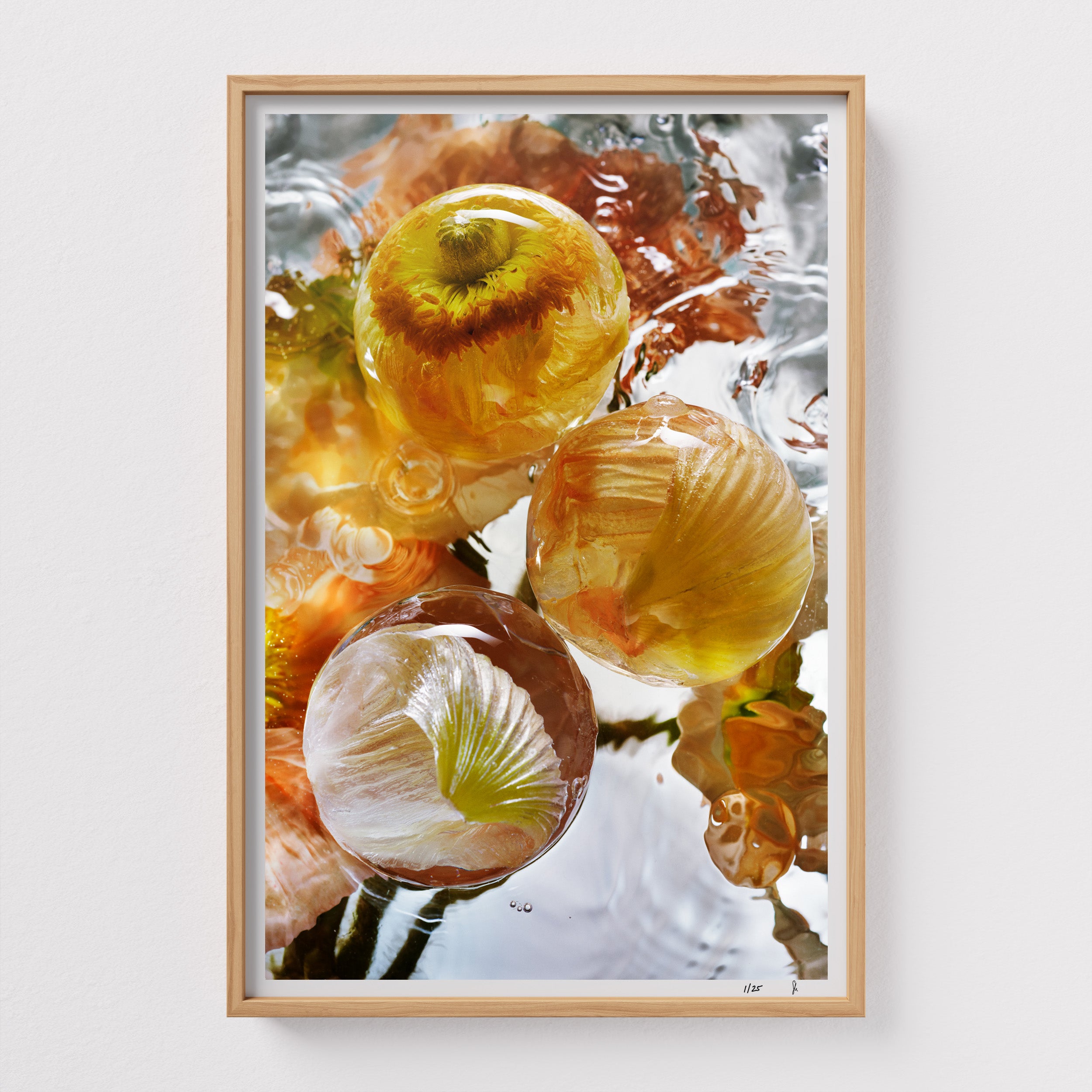 Iceland Poppy by Sebastian Mader. Poppy specimen frozen in ice. Signed Hahnemühle print in custom natural wooden frame. Stasis series. Limited Edition of 25.