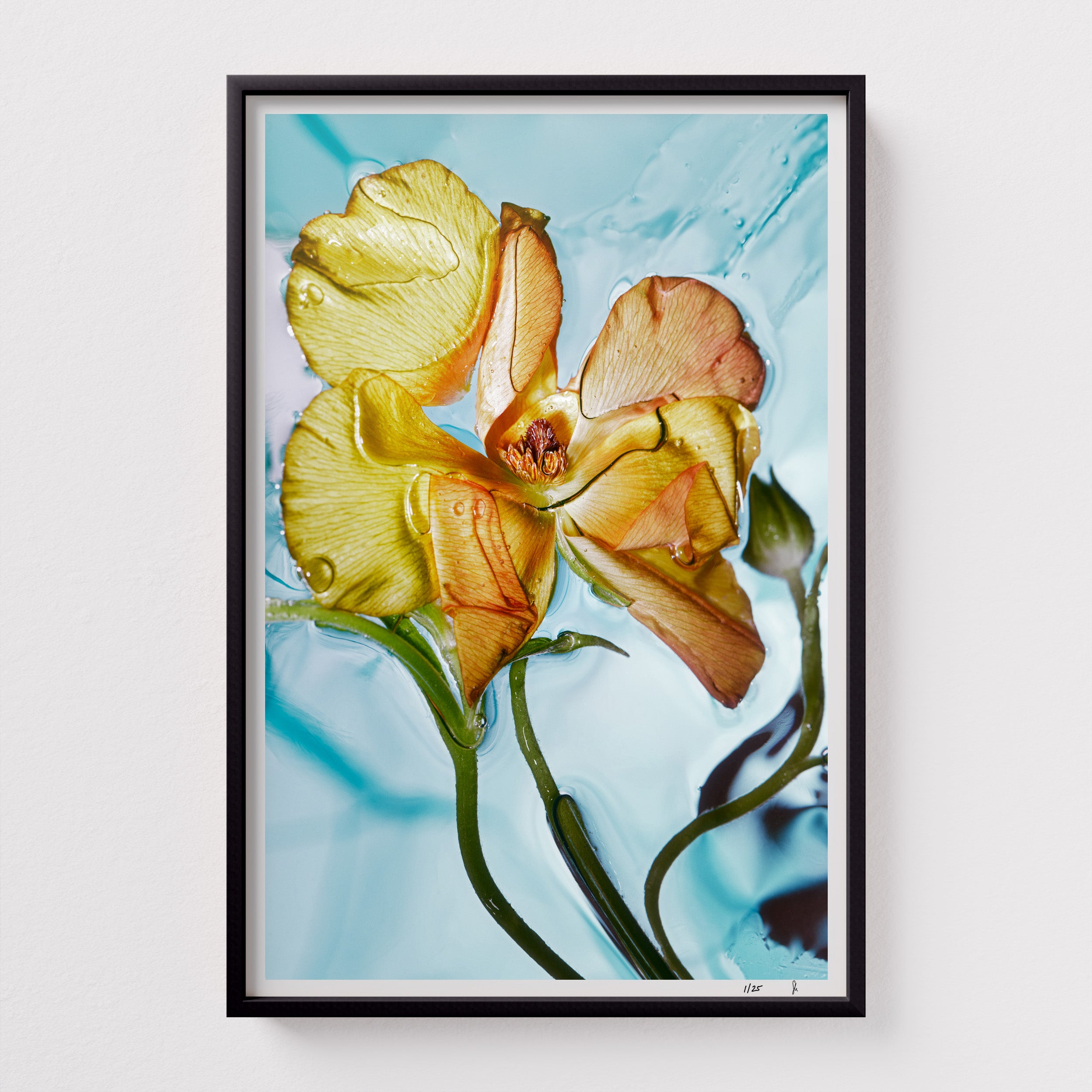 Jello Bliss by Sebastian Mader. Fluid composition with purple floral specimen. Signed Hahnemühle print in custom satin black wooden frame. Liquid Study. Limited Studio Edition.