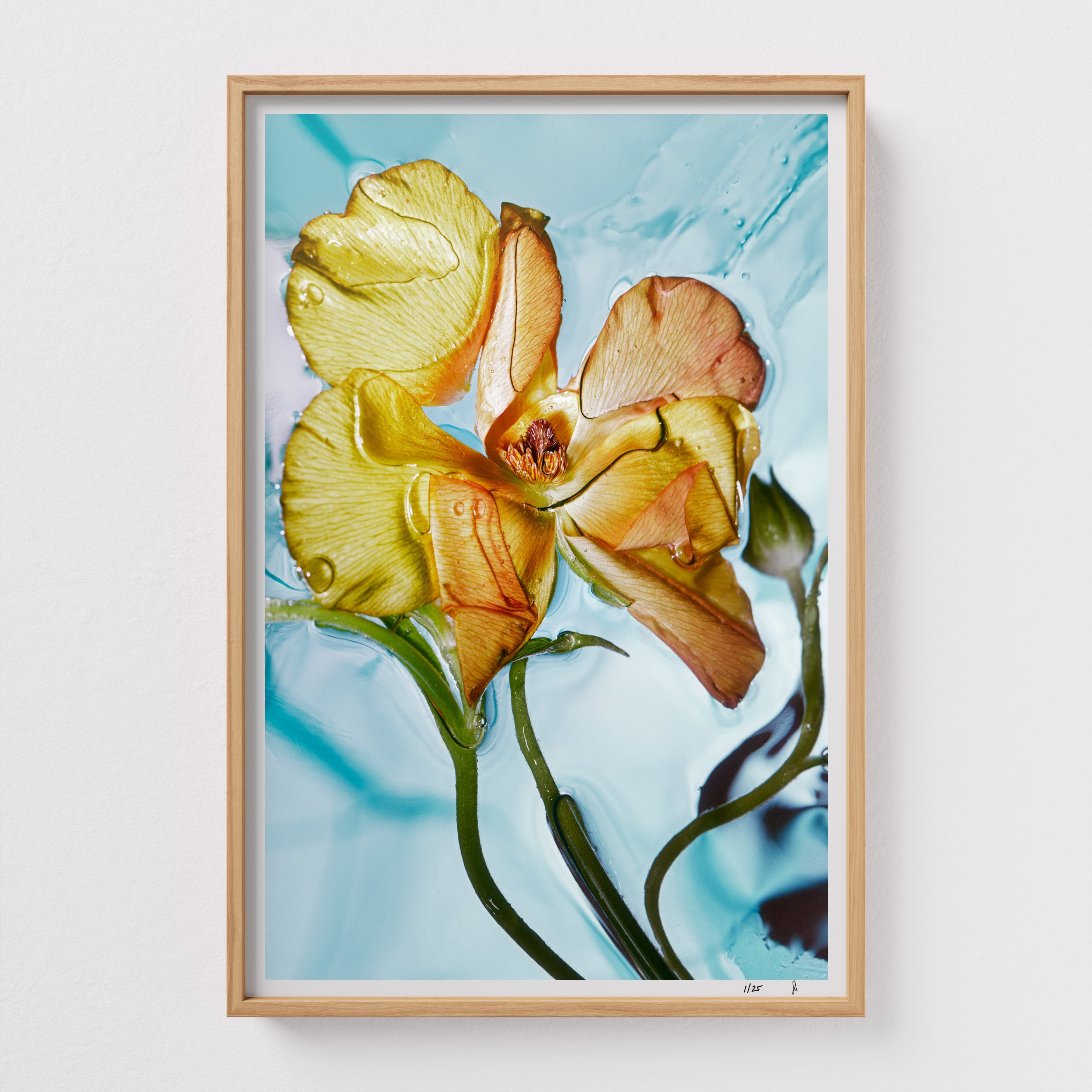 Jello Bliss by Sebastian Mader. Fluid composition with purple floral specimen. Signed Hahnemühle print in custom natural wooden frame. Liquid Study. Limited Studio Edition.