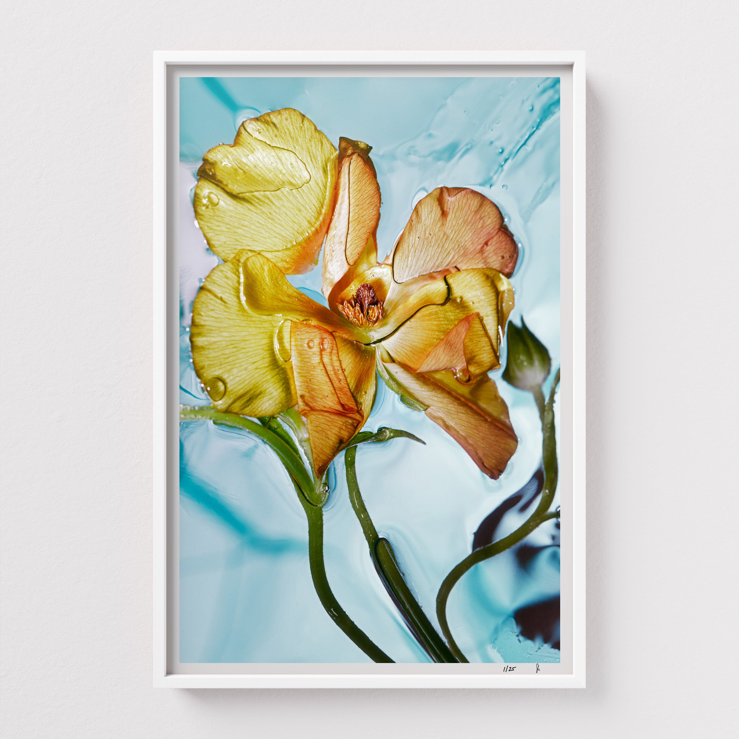Jello Bliss by Sebastian Mader. Fluid composition with purple floral specimen. Signed Hahnemühle print in custom satin white wooden frame. Liquid Study. Limited Studio Edition.