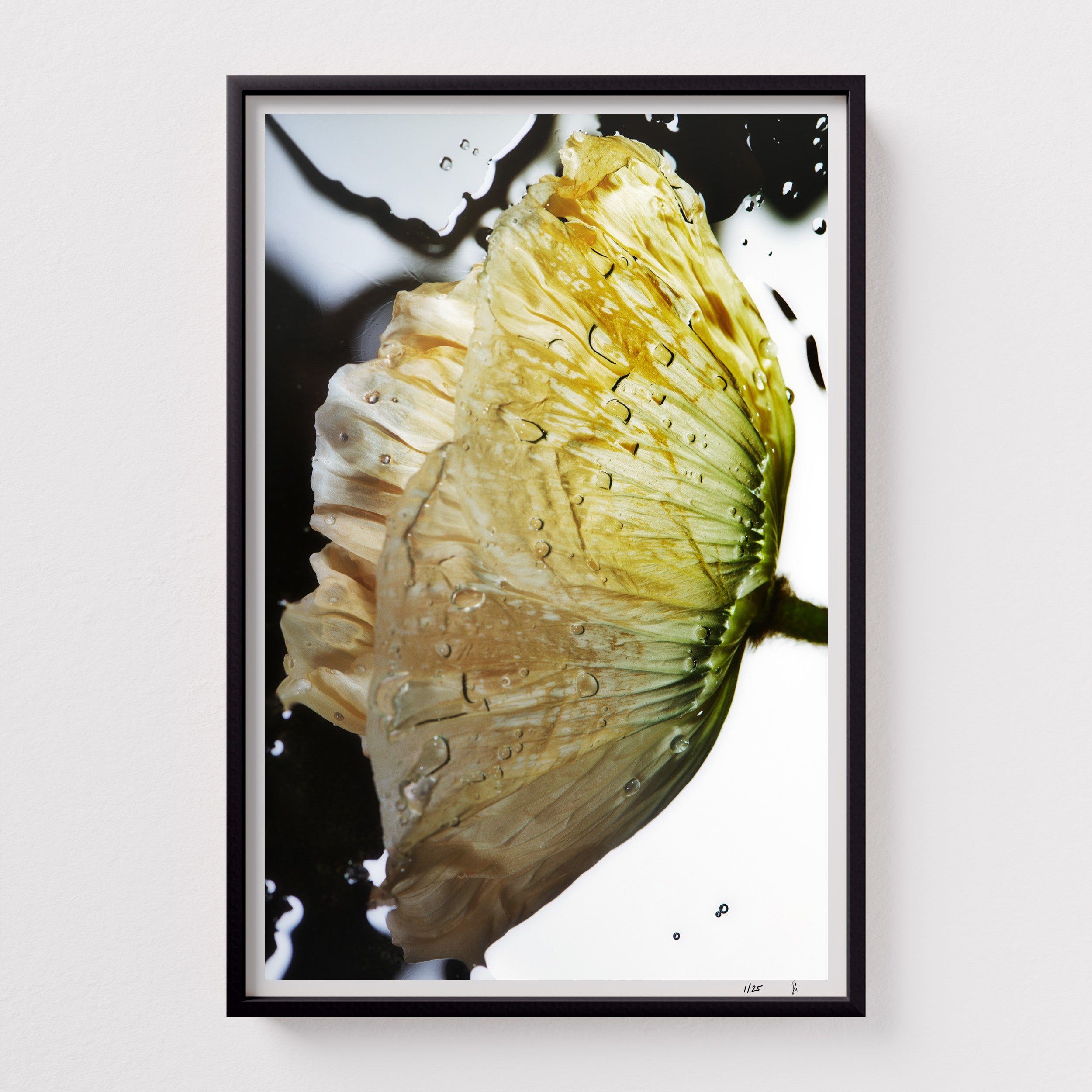 Liquid Pop by Sebastian Mader. Fluid composition with floral specimen. Signed Hahnemühle print in custom satin black wooden frame. Liquid Study. Limited Edition.