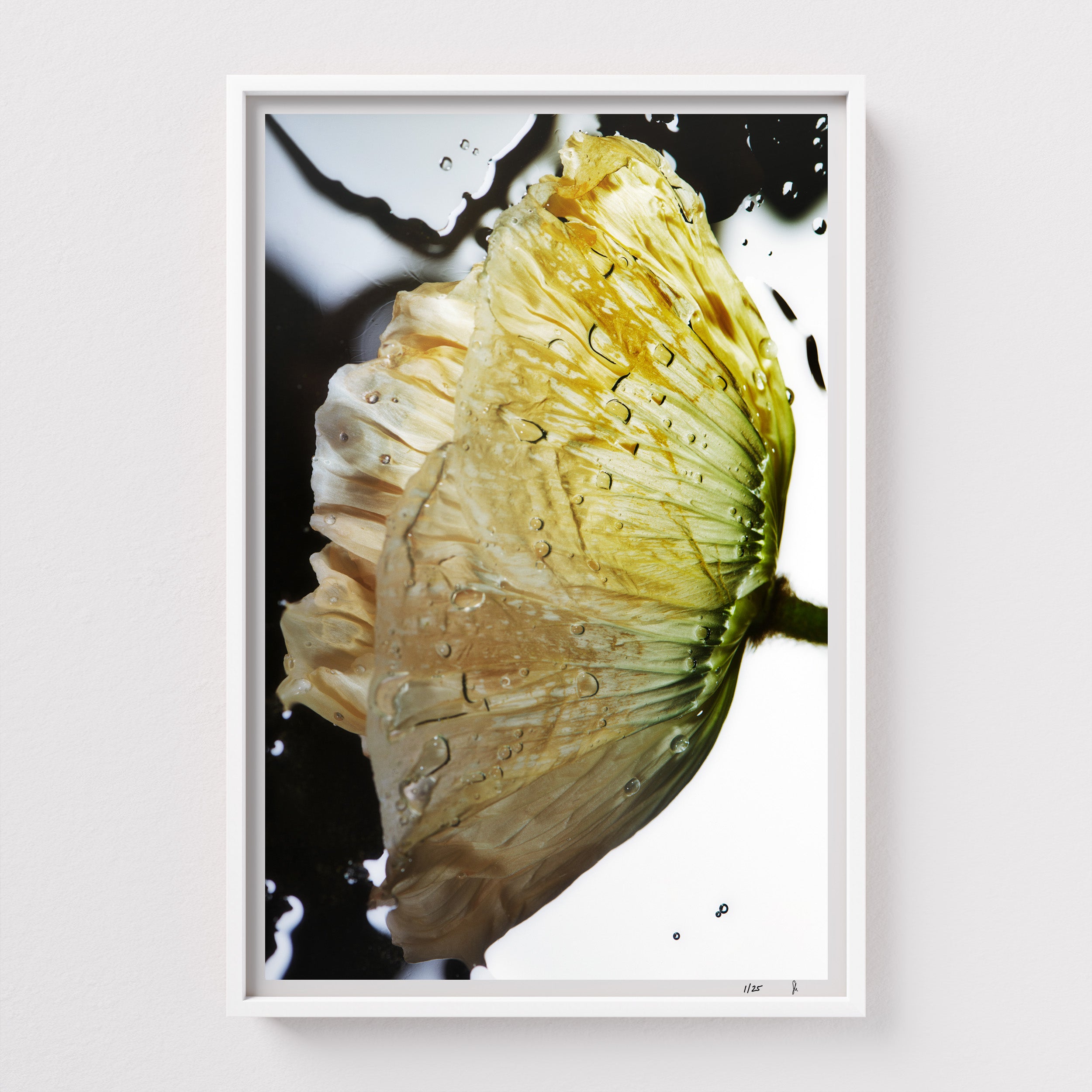 Liquid Pop by Sebastian Mader. Fluid composition with floral specimen. Signed Hahnemühle print in custom satin white wooden frame. Liquid Study. Limited Edition.