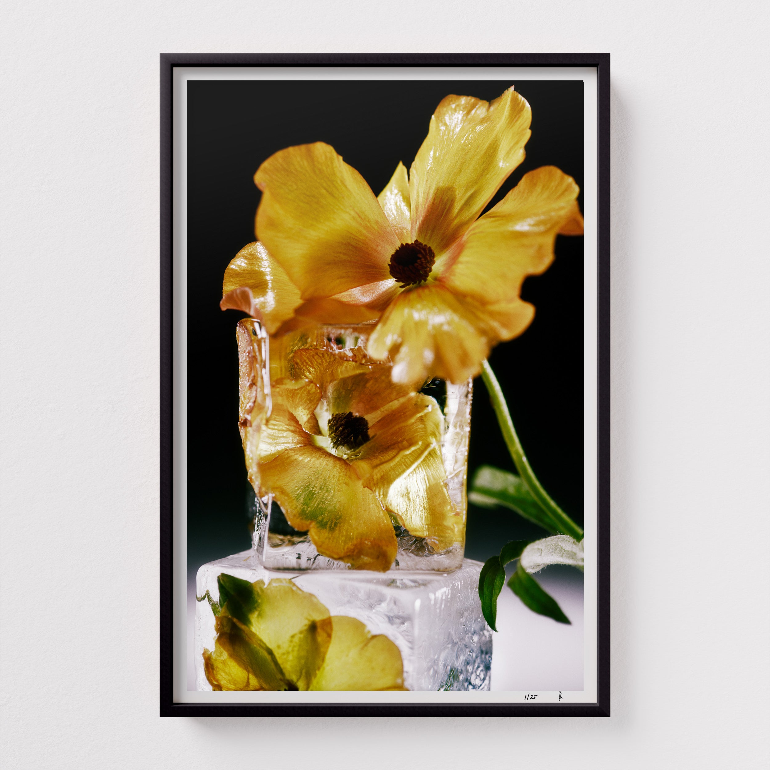 Minoan Butterfly by Sebastian Mader. Floral specimen frozen in ice. Signed Hahnemühle print in custom satin black wooden frame. Stasis series. Limited Edition of 25.