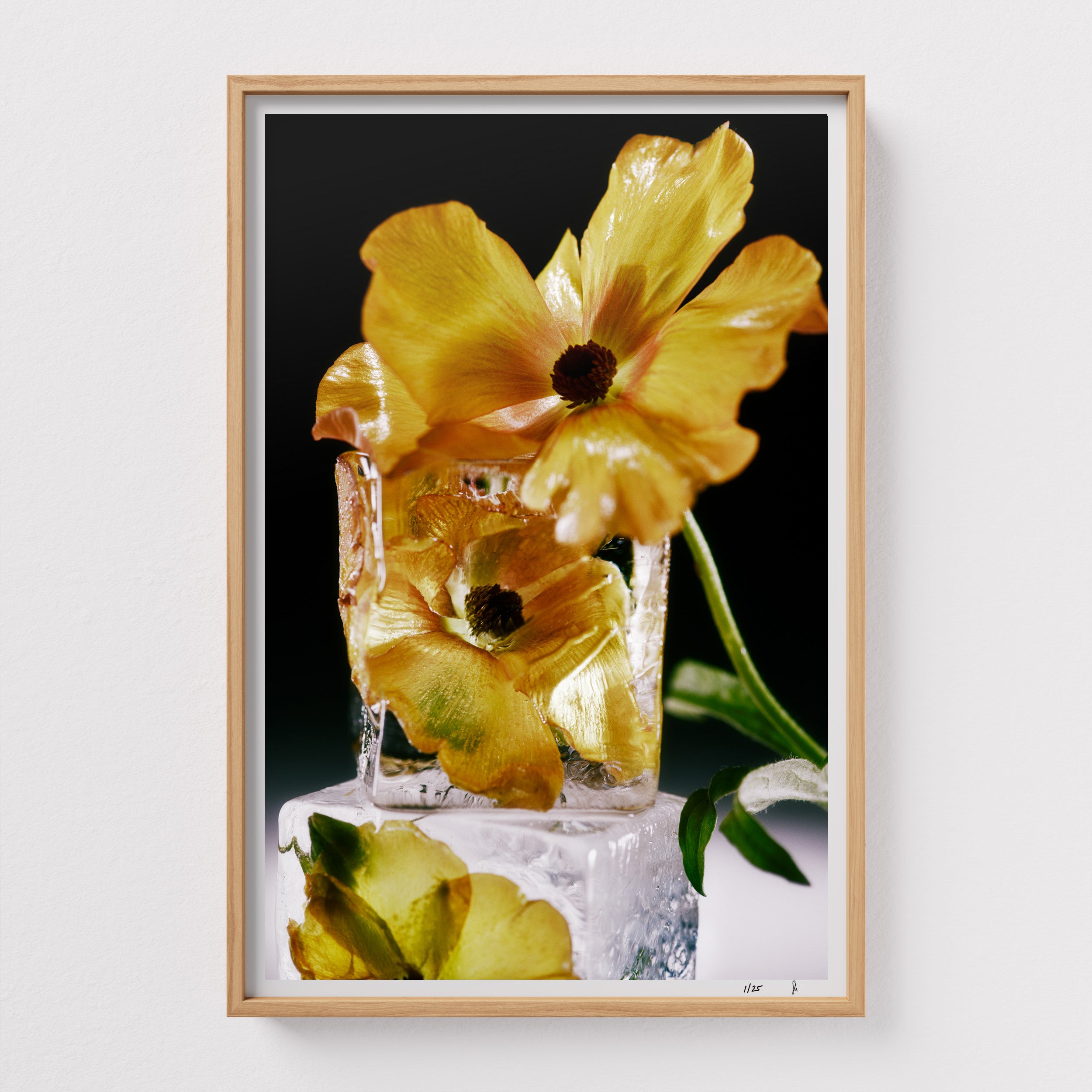 Minoan Butterfly by Sebastian Mader. Floral specimen frozen in ice. Signed Hahnemühle print in custom natural wooden frame. Stasis series. Limited Edition of 25.