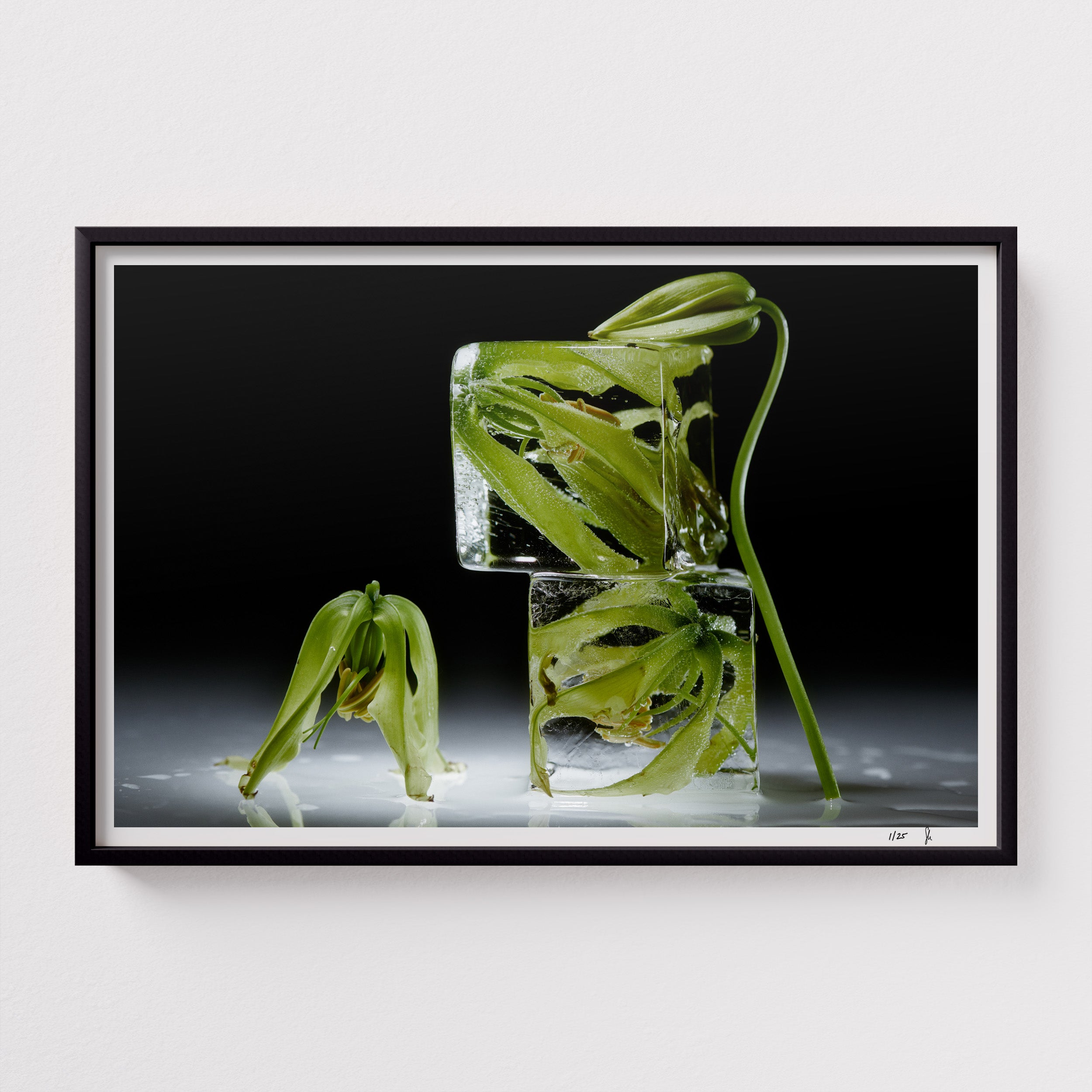 Praying Lily by Sebastian Mader. Lily floral specimen frozen in ice. Signed Hahnemühle print in custom satin black wooden frame. Stasis series. Limited Edition of 25.