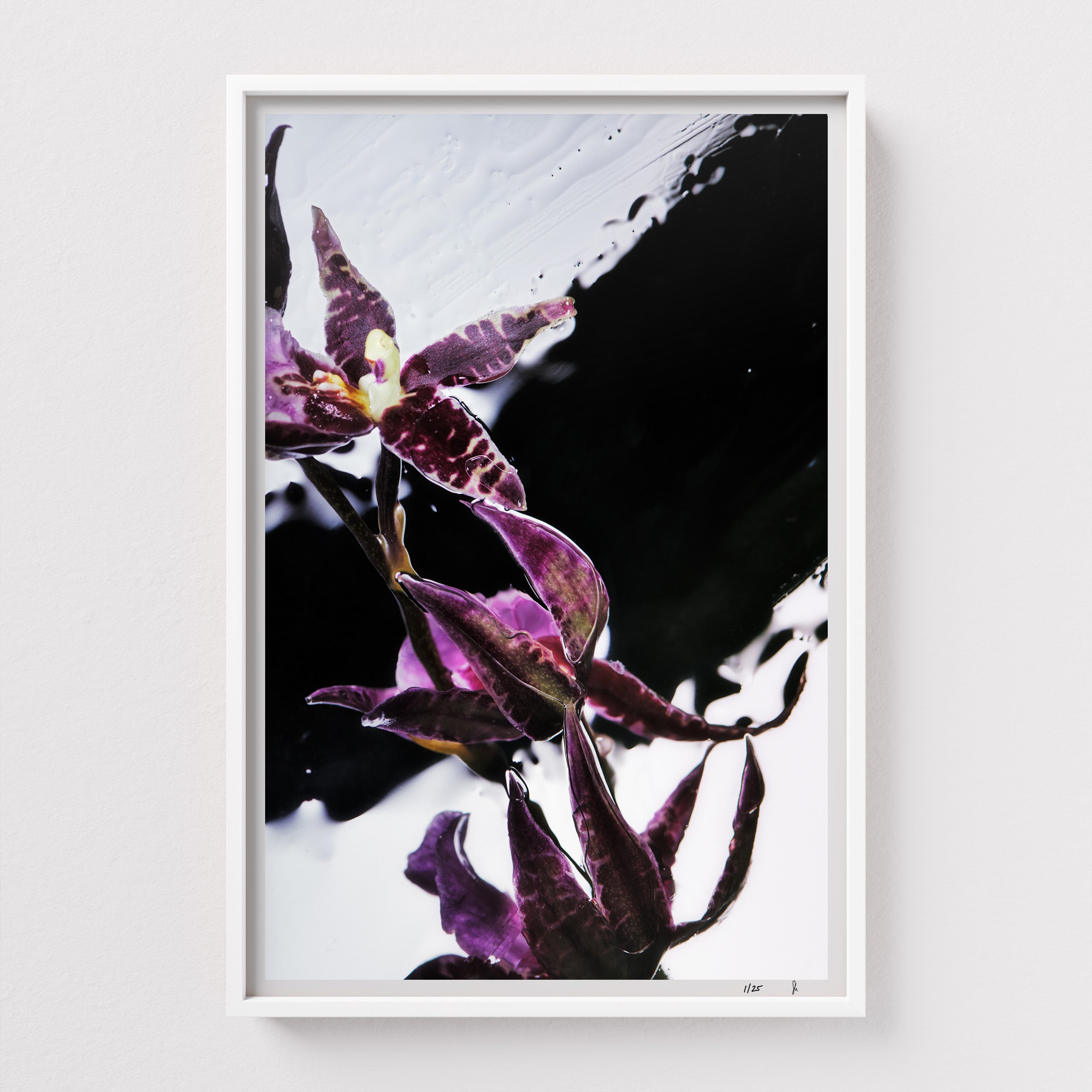 Purple Rain by Sebastian Mader. Fluid composition with purple floral specimen. Signed Hahnemühle print in custom satin white wooden frame. Liquid Study. Limited Studio Edition.